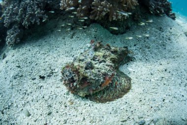 İyi kamufle stonefish (Synanceia verrucosa)