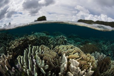 Deniz yüzeyi altında mercan