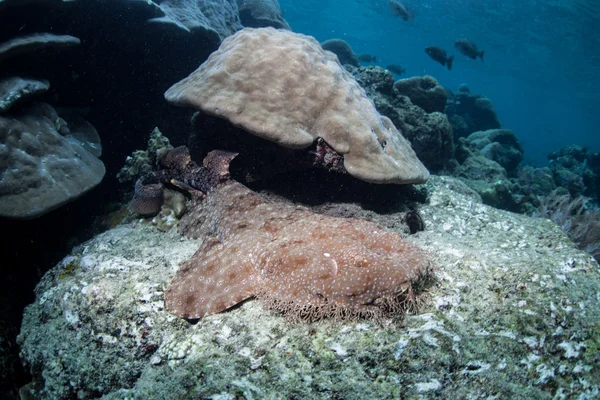 Paryżan Orectolobidae leży na rafy koralowej — Zdjęcie stockowe