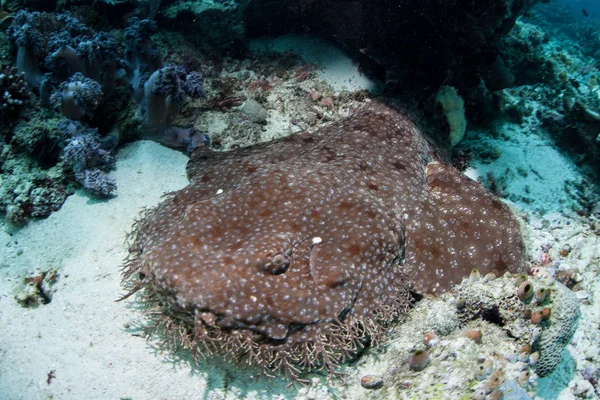 Wobbegong-Hai — Stockfoto