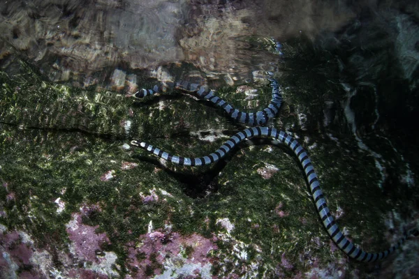 Una serpiente de mar con bandas — Foto de Stock