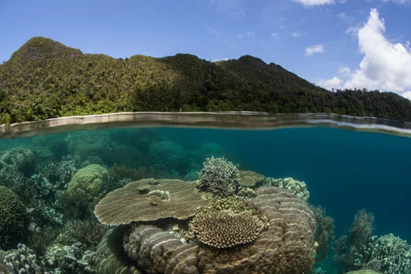 Colonies coralliennes dans une partie des Îles Salomon — Photo