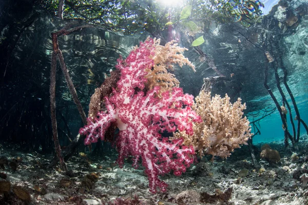 Weichkorallen auf Mangrovenwurzeln — Stockfoto