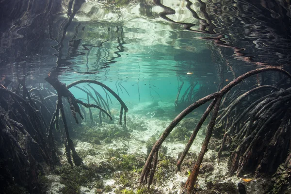 Mangrovenwurzeln unter Wasser — Stockfoto