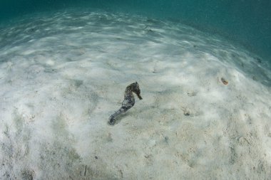 Raja Ampat bir deniz atı sürüklenir