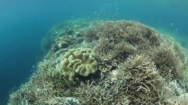 Sağlıklı mercanlar Raja Ampat içinde gelişmek