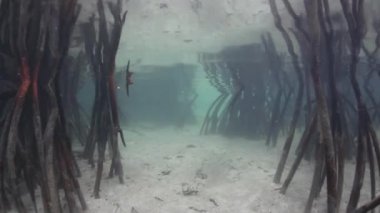 Pervane kökleri mangrov ağaçlar inerler