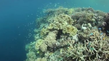 Sağlıklı mercanlar Raja Ampat içinde gelişmek