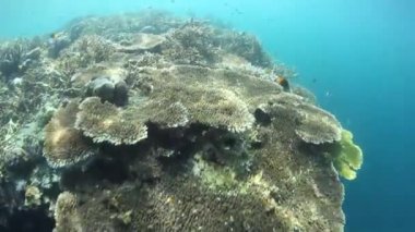 Resif-bina mercan Raja Ampat içinde büyümek