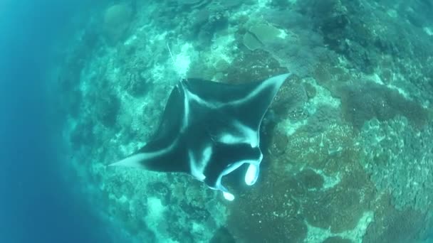 Manta nuota su una barriera corallina poco profonda — Video Stock