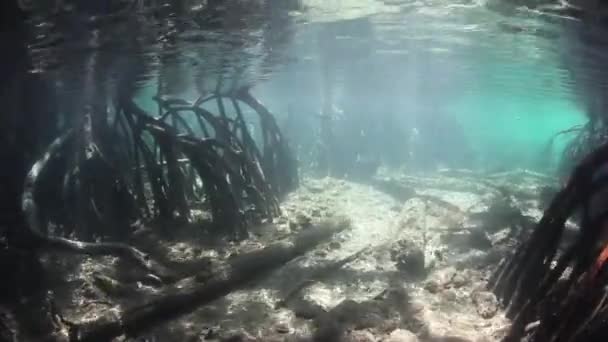 Prop rötter härstammar från mangroveträd — Stockvideo