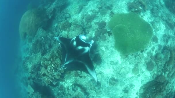 Manta nuota su una barriera corallina poco profonda — Video Stock