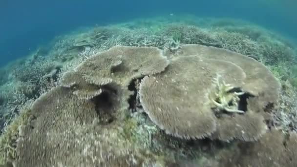 Riff bildende Korallen wachsen in Raja Ampat — Stockvideo