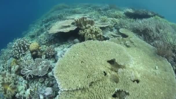 Thriving coral reef grows near a limestone island — Stock Video