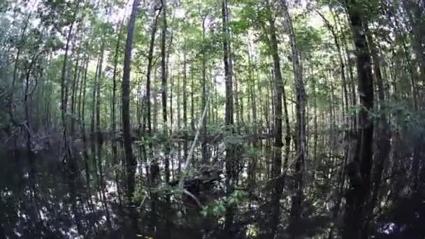Zonlicht filters via de mangrovebossen — Stockvideo