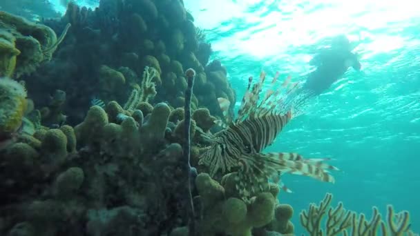 Lionfish κυνηγά μικρά ψάρια σε ένα κοραλλιογενή ύφαλο — Αρχείο Βίντεο