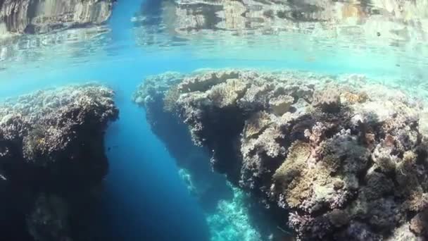 Мелкий коралловый риф — стоковое видео