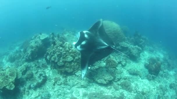 Manta ray κολυμπά πάνω από μια ρηχή κοραλλιογενή ύφαλο — Αρχείο Βίντεο