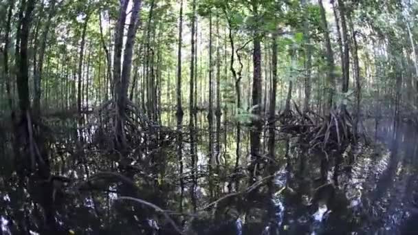 La luz del sol se filtra a través del bosque de manglares — Vídeos de Stock