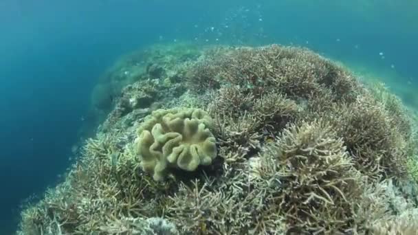 Gesunde Korallen gedeihen in raja ampat — Stockvideo