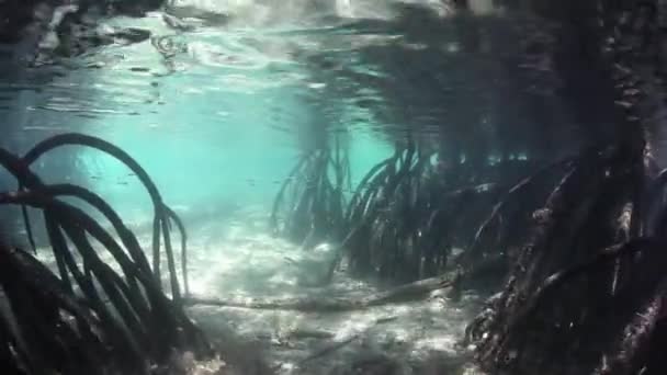 Prop rødder ned fra mangrove træer – Stock-video