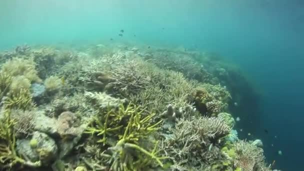 Un arrecife de coral saludable y diverso — Vídeos de Stock