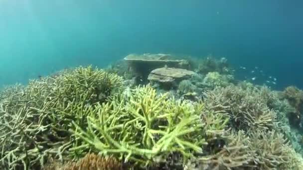 Olika korallrev växer i de grunda vattnen — Stockvideo