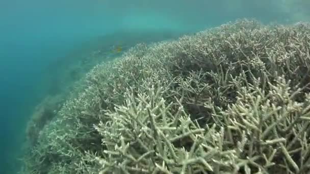 蓝色的鹿角珊瑚 — 图库视频影像