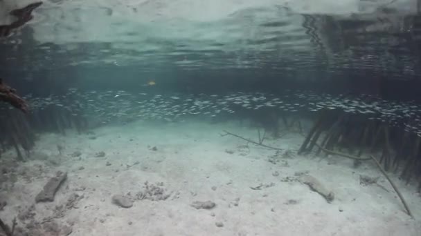 Les racines prop descendent des mangroves — Video