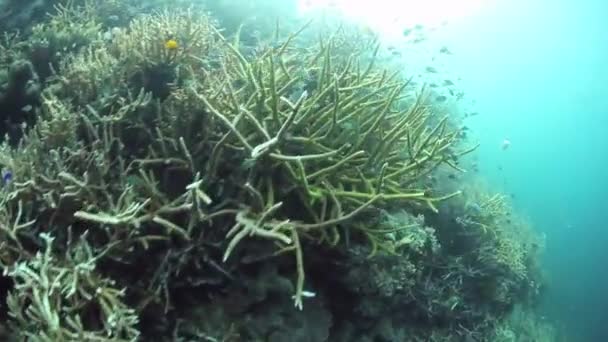 Vielfalt an harten, riffbildenden Korallen — Stockvideo