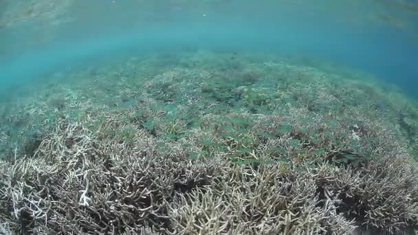 Récif corallien tropical et poissons — Video