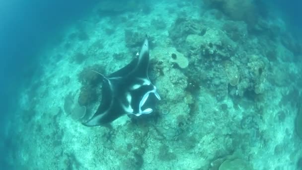 Manta nuota su una barriera corallina poco profonda — Video Stock