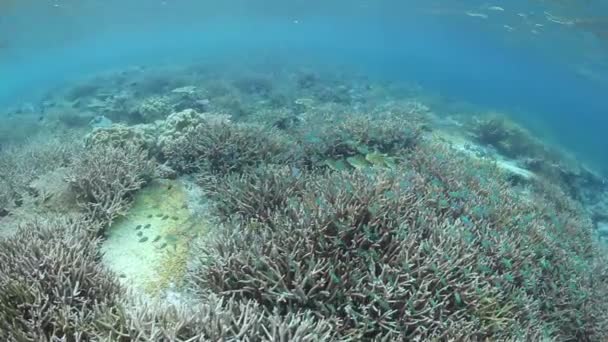Tropikal mercan ve balık — Stok video
