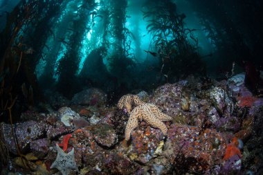 Variety of seastars crawl over the rocky bottom clipart