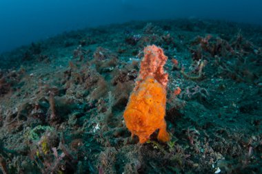 Çizgili veya kıllı frogfish