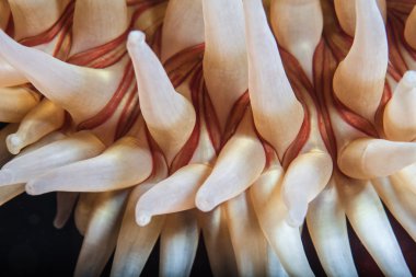A balık yiyen anemone tentacles detay