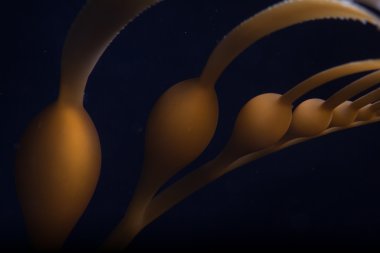 Giant kelp (Macrocystis pyrifera) clipart