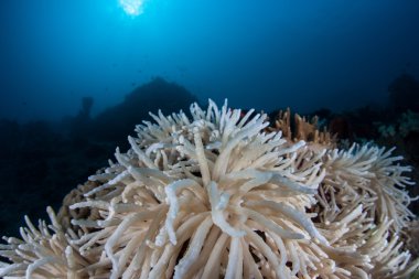 Warm sea surface temperatures cause corals clipart