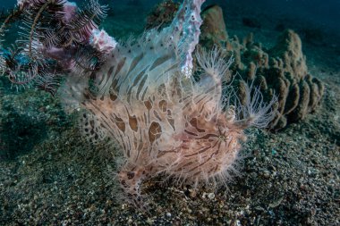Kıllı frogfish yaşadığı yer kum karışımları.