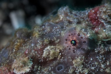 Stonefish (Synanceia verrucosa) en zehirli balıklar