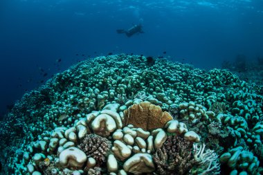 Large coral colony in the western Pacific ocean clipart