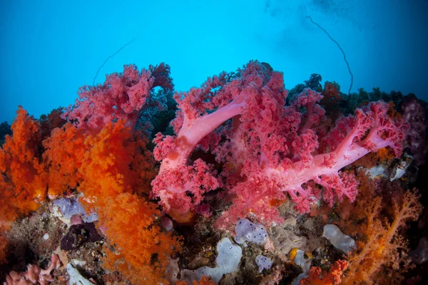Corais suaves vibrantes crescem em um recife de coral profundo — Fotografia de Stock