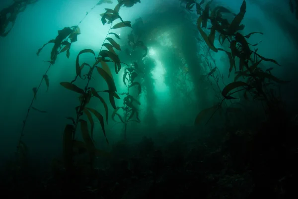 Zonlicht filters via een reus kelp forest — Stockfoto