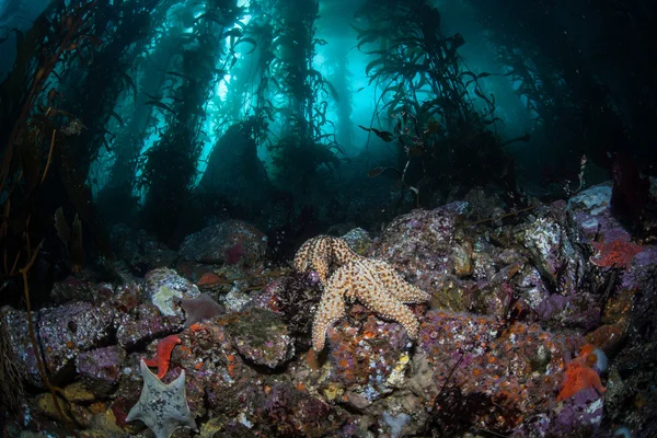 Ποικιλία seastars σέρνονται πάνω από το βραχώδη βυθό — Φωτογραφία Αρχείου