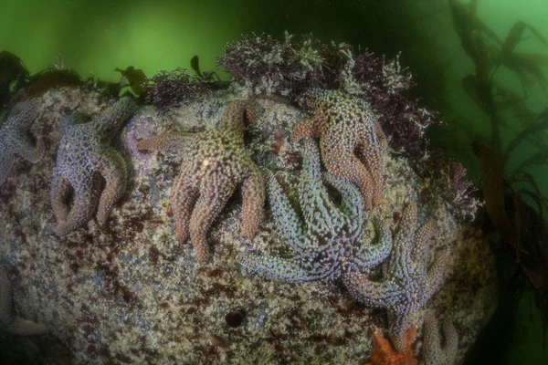 Renkli deniz yıldızları kayalık altına sarılmak — Stok fotoğraf