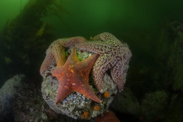 Coloridas estrellas de mar se aferran al fondo rocoso — Foto de Stock