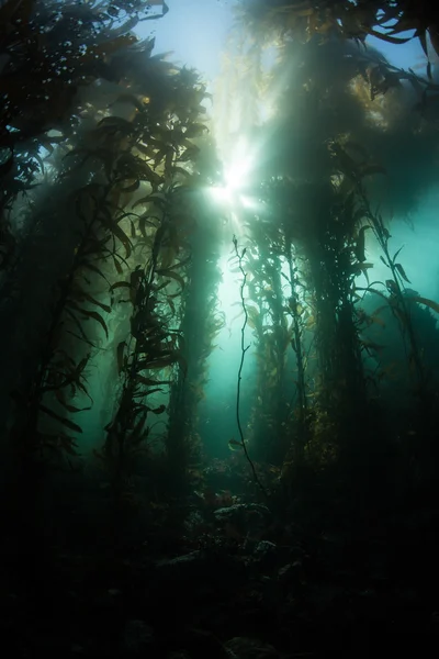 La luz del sol se filtra a través de un bosque de algas gigantes — Foto de Stock