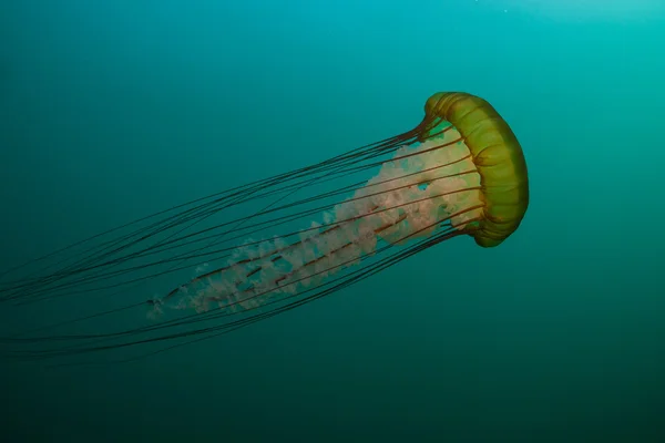 Urtiga marinha do Pacífico nada perto de uma floresta de algas — Fotografia de Stock