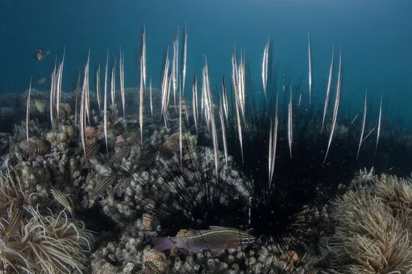 Shrimpfish (Aeoliscus strigatus ) — стокове фото