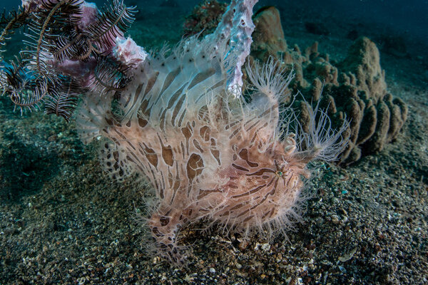 Hairy frogfish blends into the sand where it lives.